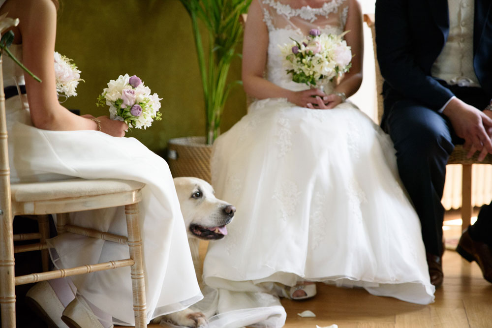 Golden retriever calmly sits with head poked out during the ceremony.