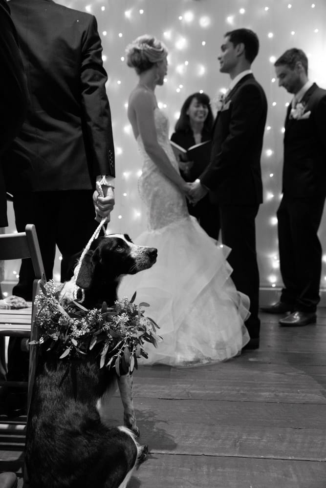 Couple’s rescue dog sits calmly in focus while the Chilli Barn ceremony continues.