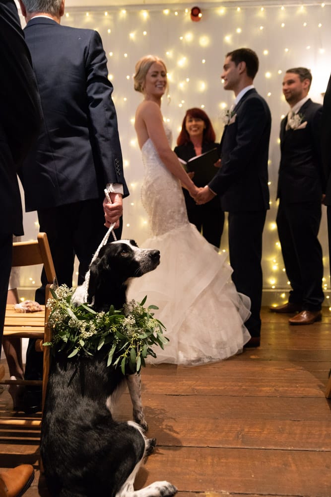 Bride glances back at her rescue dog during the Chilli Barn wedding ceremony.