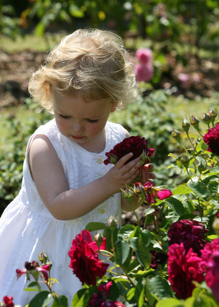 Little girl holding a red rose in a rose garden